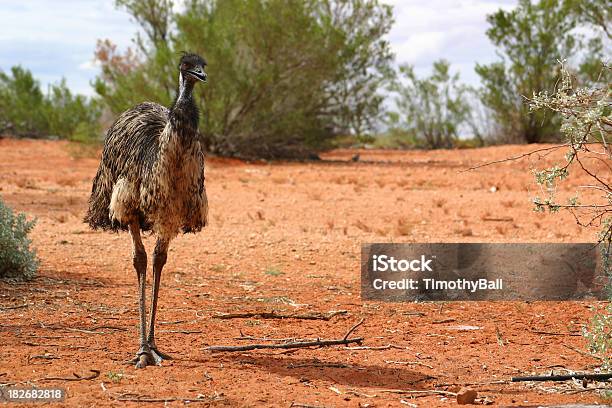 Emu の内陸 - エミューのストックフォトや画像を多数ご用意 - エミュー, オーストラリア, アウトバック