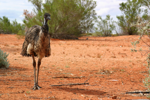 Emus are soft-feathered, brown, flightless birds with long necks and legs, and can reach up to 1.9 metres (6 ft 3 in) in height.