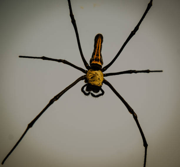 istock orb Spider female golden silk 1826828184