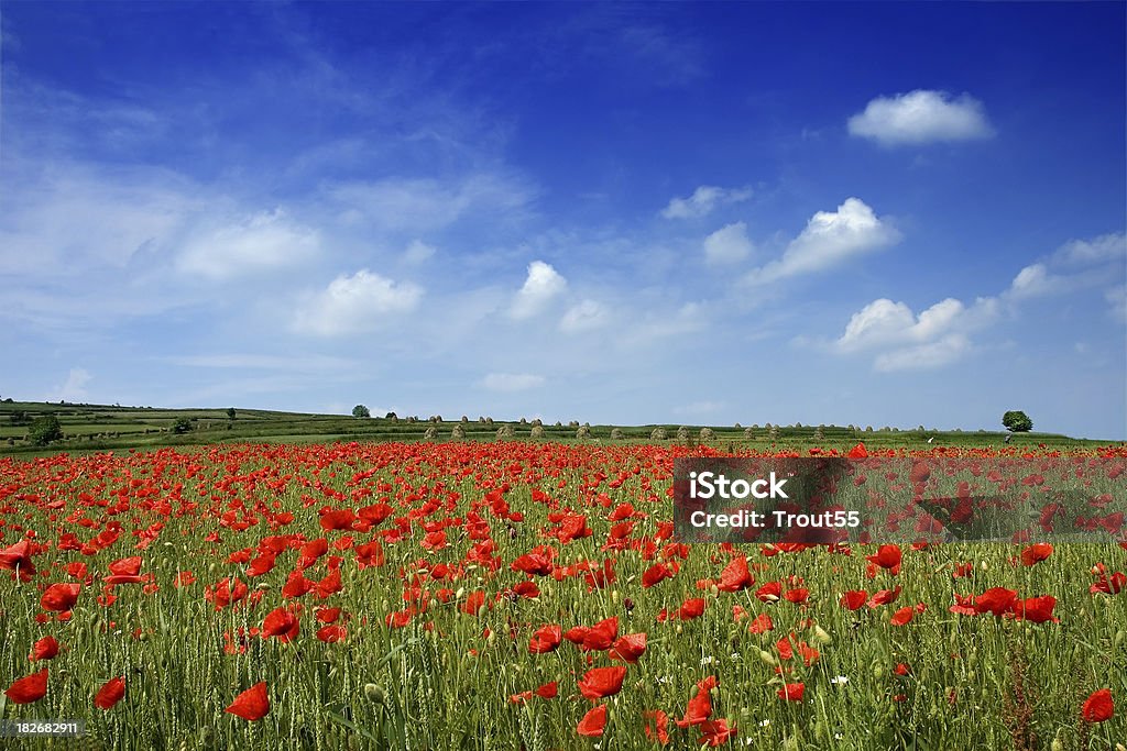 Poppies Campo - Foto de stock de Agricultura libre de derechos