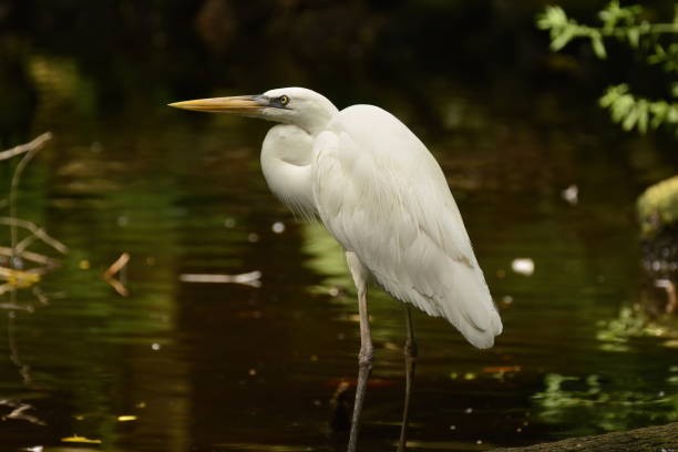 istock Great Blue Heron (white form) in a Florida swamp 1826829774