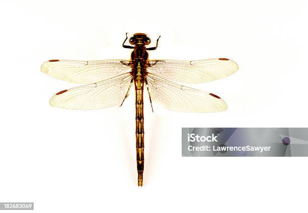 Libellenahaufnahme Stockfoto und mehr Bilder von Fliegen - Fliegen, Fotografie, Gleichgewicht