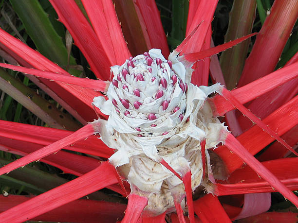 Argentine Bromélia - Photo