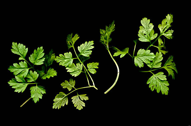 perifollo (anthriscus cerefolium) sobre fondo negro - perifollo fotografías e imágenes de stock