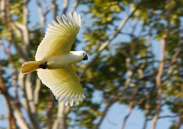 Cockatoo in Flight A cockatoo shows off its beautiful feathers mid flight. sulphur crested cockatoo photos stock pictures, royalty-free photos & images