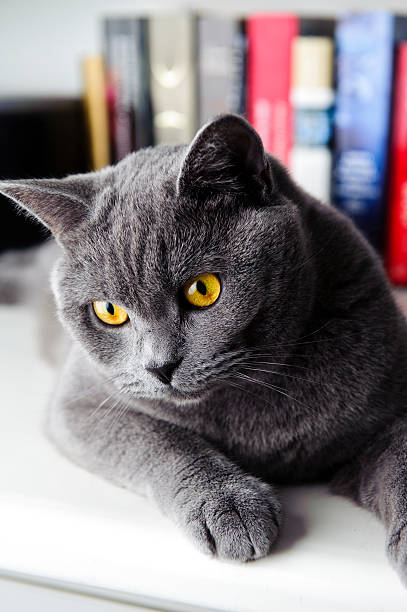 istock Cat British Shorthair yellow lying on table 182683612