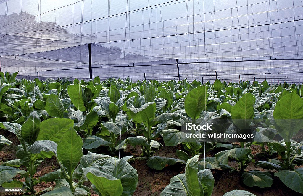 Connecticut Shade Piantagione di tabacco - Foto stock royalty-free di Agricoltura