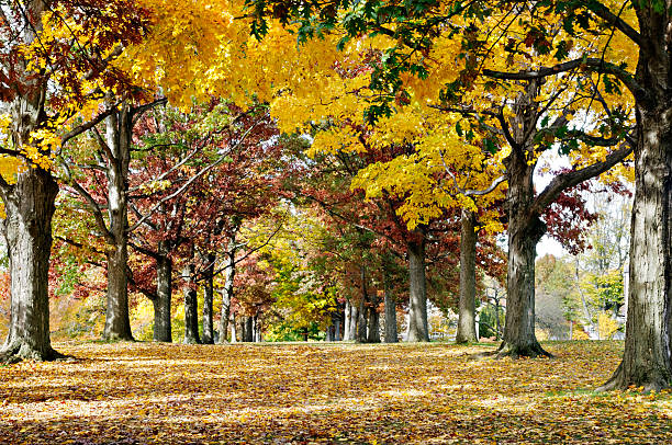 Autumn lightbox: