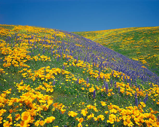 istock California Golden Poppies 182683737
