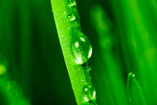 istock Morning dew on blades of wheatgrass 182683939