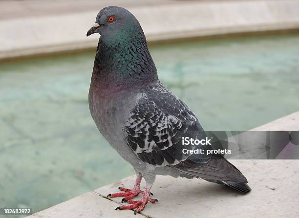 Stolz Pigeon Stockfoto und mehr Bilder von Wildtaube - Wildtaube, Post, Feder