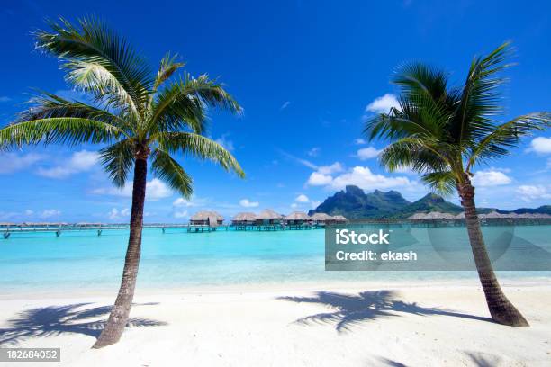 Coconut Palm Bäume In Borabora Island Stockfoto und mehr Bilder von Baum - Baum, Berg, Berg Otemanu