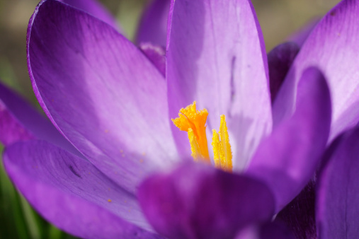 Extreme close up of the yellow stigma within the purple petals of a spring crocus. March 2010.