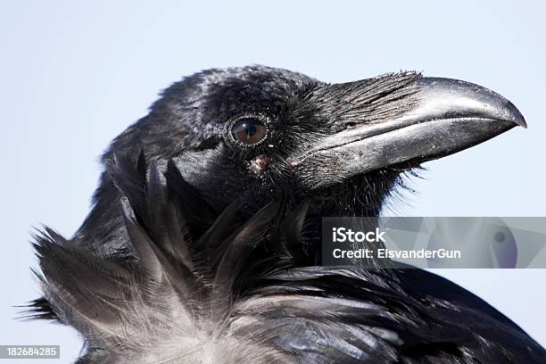 Closeup Of A 철새까마귀 철새까마귀에 대한 스톡 사진 및 기타 이미지 - 철새까마귀, 검은새, 검은색