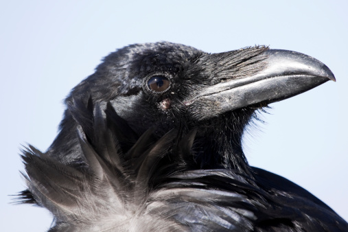close-up of a raven against a blue sky - for more birds