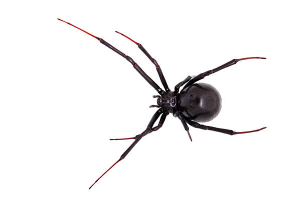 Lone poisonous black widow against a white background. Live black widow poisonous spider against white background. black widow spider photos stock pictures, royalty-free photos & images