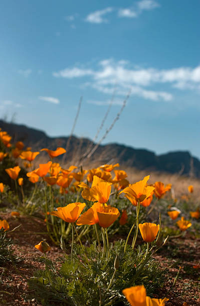 Desert Golden Poppies flowers stock photo