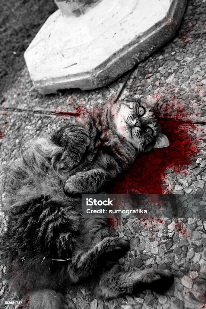 dead Muschi Katze [ virtuelle Mord ] - Lizenzfrei Einschussloch Stock-Foto