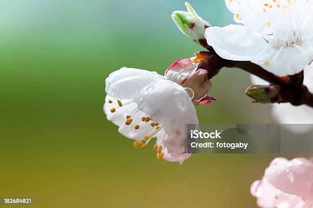 Aprikosenblüte Stockfoto und mehr Bilder von Aprikose - Aprikose, Aprikosenblüte, Ast - Pflanzenbestandteil