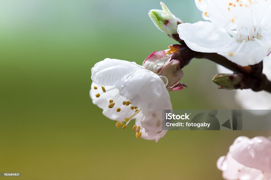 Albicocco in fiore - Foto stock royalty-free di Albero