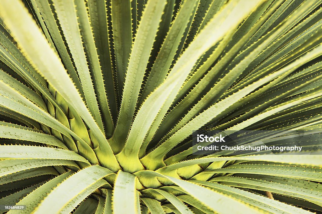 Fronda hoja de Cactus del desierto de planta - Foto de stock de Arizona libre de derechos