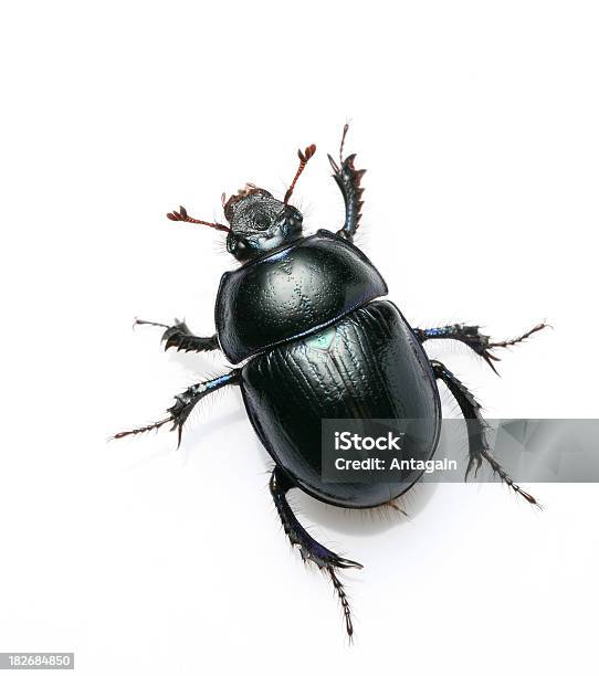 딱정벌레 검은색에 대한 스톡 사진 및 기타 이미지 - 검은색, 곤충, 껍데기