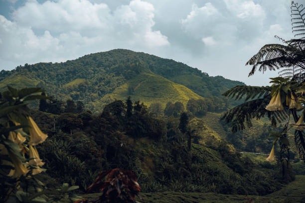 istock Tea plantation in Cameron highlands, Malaysia 1826848723