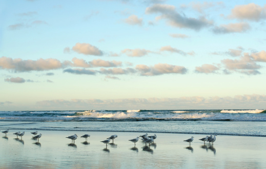 A flock of seagulls line up in a perfect beach setting.