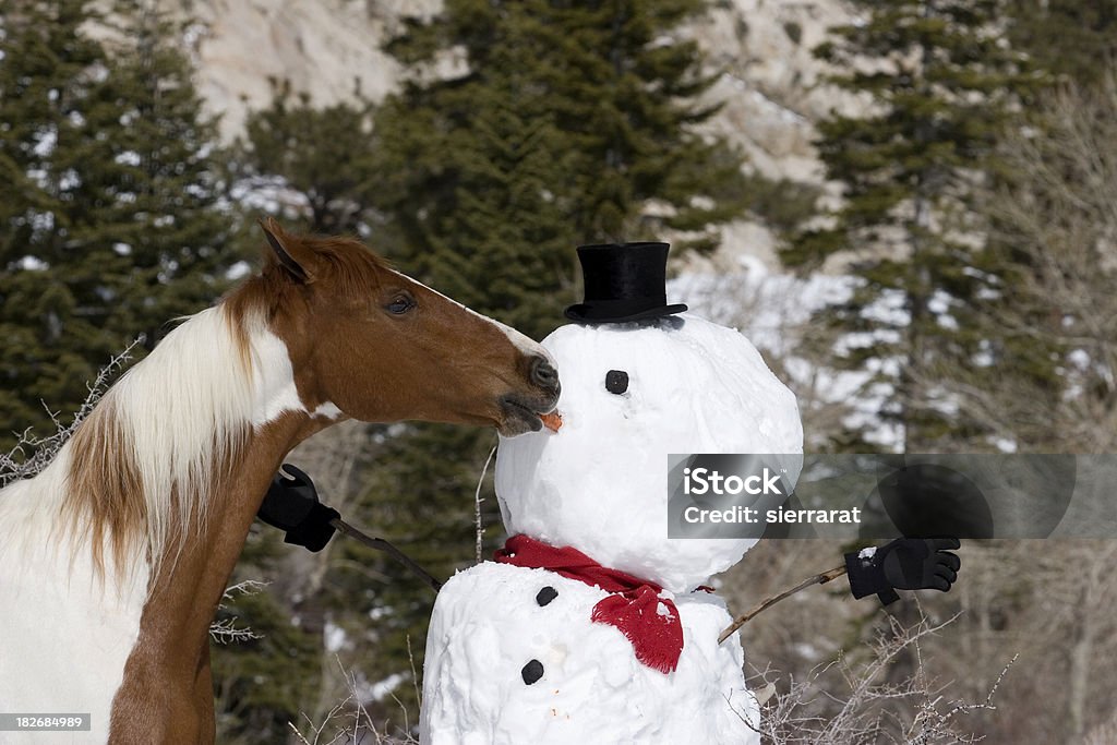 Ouch American Saddlebred horse stealing the snowman's nose.Click on an image to go to my Horses Lightbox. Horse Stock Photo