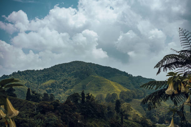 istock Tea plantation in Cameron highlands, Malaysia 1826850897
