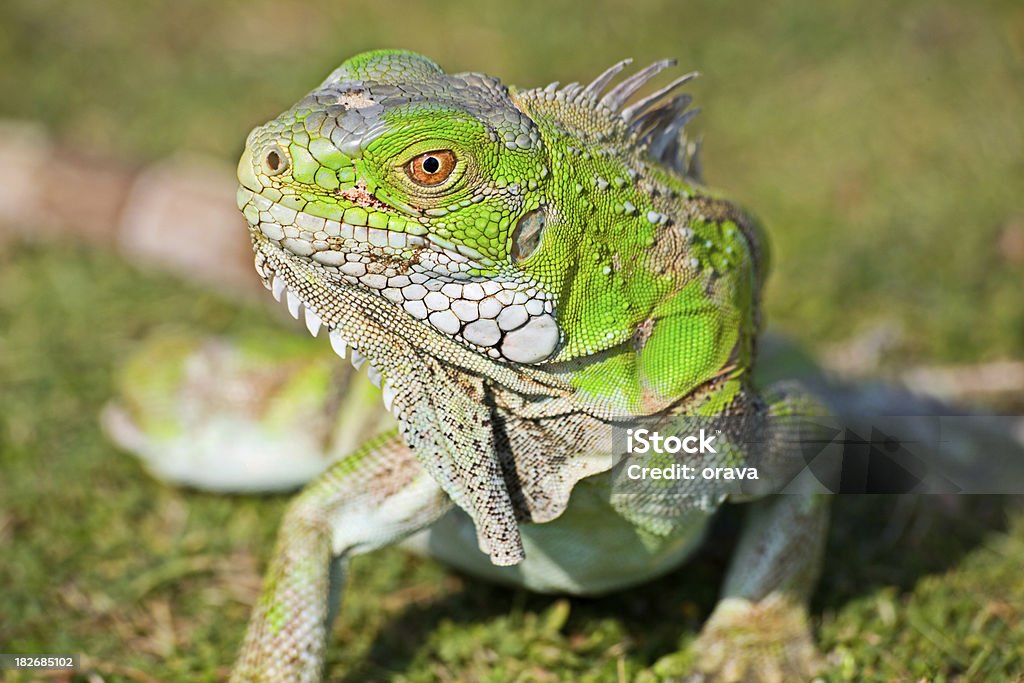 Iguana verde - Foto de stock de Aire libre libre de derechos