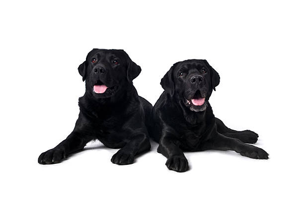 due labrador retriever nero retrievers - dog black labrador retriever animal nose foto e immagini stock