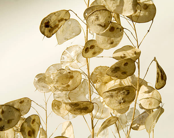 istock Seed Pods of Honesty (Lunaria annua) on White 182685133