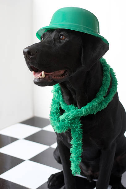 lucky encanto de - st patricks day dog irish culture leprechaun fotografías e imágenes de stock