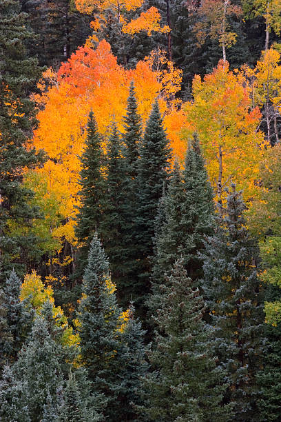 Autumn Aspen and Pine Autun aspen trees in brilliant orange amongst a stand of pine Colorado MORE AUTUMN NATURE aspen tree grove tree stand stock pictures, royalty-free photos & images