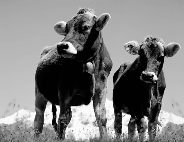 istock Cattle, Jungfrau region, Switzerland. 182685390