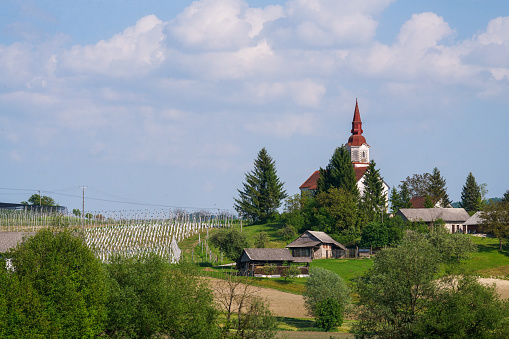 Young orchard, agriculture field and small rural village with church in middle on sunny day.