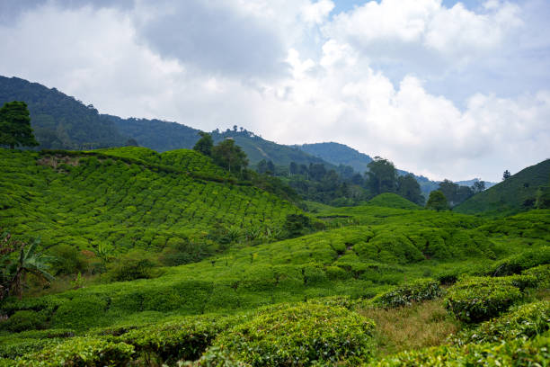 istock Tea plantation in Cameron highlands, Malaysia 1826855272