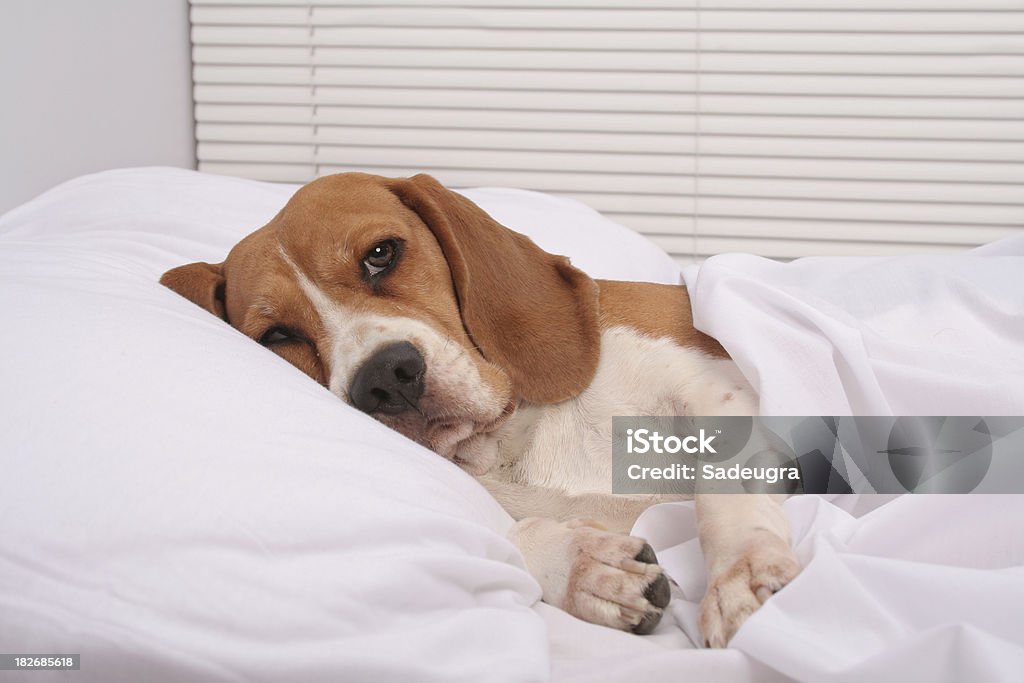 Милая Собака в постель - Стоковые фото Просыпаться роялти-фри