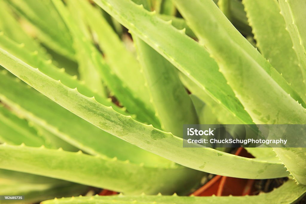 Planta Aloe Vera de Agave suculentas com ervas - Foto de stock de Afiado royalty-free