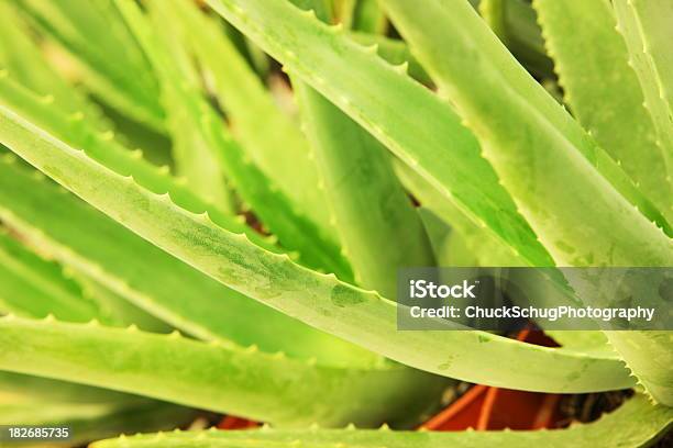 Foto de Planta Aloe Vera De Agave Suculentas Com Ervas e mais fotos de stock de Afiado - Afiado, Aloe Capensis, Aloé Africano