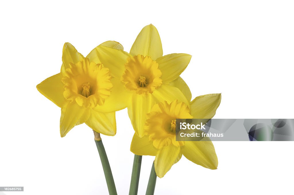 Tre Daffodils - Foto stock royalty-free di Ambientazione interna