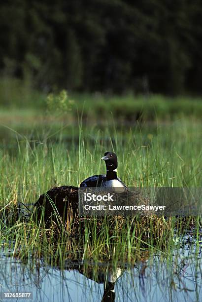 Common Loon On Nest Stock Photo - Download Image Now - Loon - Bird, Animal Body Part, Animal Egg