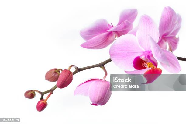 Foto de Orchid e mais fotos de stock de Botânica - Assunto - Botânica - Assunto, Bouquet, Cabeça da flor
