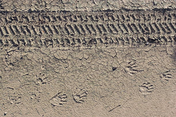 istock Tracks in the Dirt 182686125