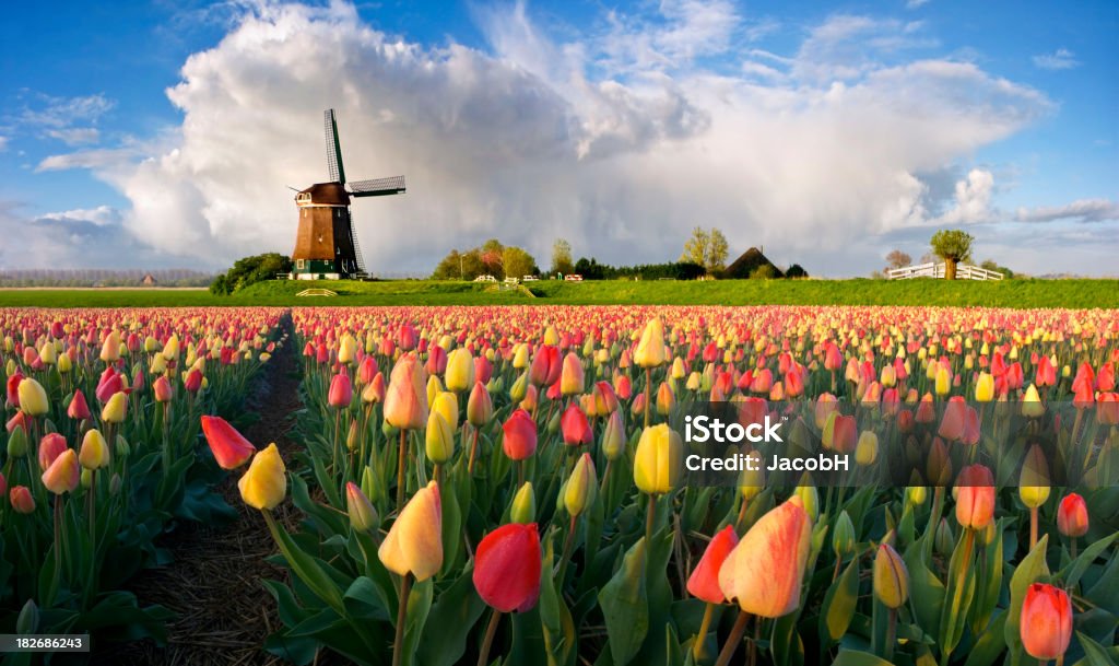 Spring Landscape Colorful tulips in a typical Dutch landscape. Composite of several different shots.Other tulip images: Agricultural Field Stock Photo