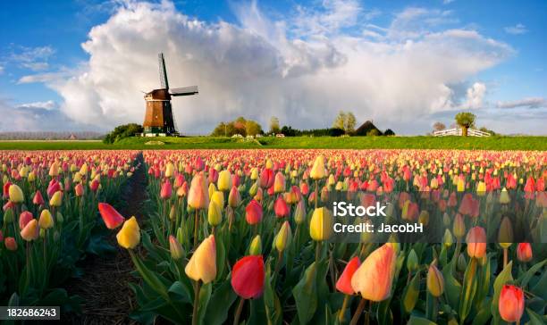 Spring Landscape Stock Photo - Download Image Now - Agricultural Field, Agriculture, Color Image