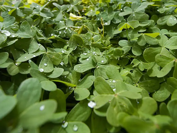 Photo of Clover Covered With Water Drops