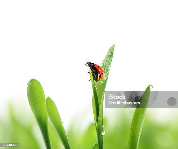 Mariquita On Green Grass Foto de stock y más banco de imágenes de Fondo blanco - Fondo blanco, Mariquita, Andar