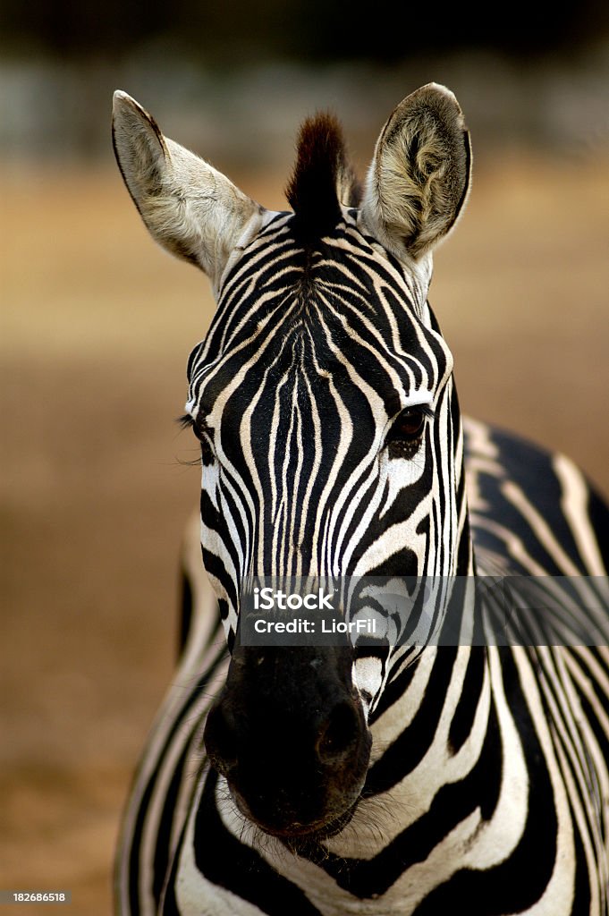 Zebra Portret - Zbiór zdjęć royalty-free (Afryka)